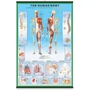 Pyramid Žmogaus anatomija – Skeletas – plakatas 61x91,5 cm