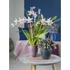 Scheurich Dekoratyvinis gėlių vazonas Linara Ø14cm H14cm keraminis/rožinis