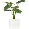 Scheurich Dekoratyvinis gėlių vazonas Panna Ø14cm H13cm keraminis/baltas