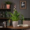 Scheurich Dekoratyvinis gėlių vazonas Solido Ø15cm H15cm keraminis/rudas