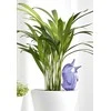 Scheurich Vandens dozatorius vazoninėms gėlėms Bordy H16cm plastikinis/violetinis