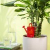 Scheurich Vandens dozatorius vazoninėms gėlėms Nelly H16cm plastikinis/raudonas