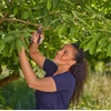 Gardena Sekatorius PremiumCut šviežiai medienai, su prasilenkiančiais ašmenimis, 22 mm kirpimo skersmeniu | 12241-20