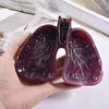 Silikoninės formos dervos liejimo plaučių formos namų tobulinimas