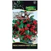 Šliaužiančiųjų gaulterijų sėklos Delux Garden 20vnt. Procumbens Very Ber.