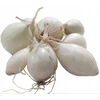 Sodinimo laiškiniai svogūnai BALTASIS ALIBABA (5-21 mm) 250 g pavasaris