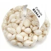 Sodinimo laiškiniai svogūnai BALTASIS ALIBABA (5-21 mm) 250 g pavasaris
