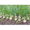Sodinimo laiškiniai svogūnai BALTASIS ALIBABA (5-21 mm) 250 g pavasaris