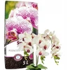 Sterlux Hollas dirvožemio orchidėjų substratas 5l
