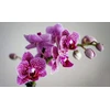 Substratas orchidėjoms ir orchidėjoms 3l BIOVITA