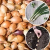 Svogūnų laiškai sodinimui, žiemai, peržiemojimui (20-25 mm) Senshyu Geltona 1kg