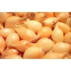 Svogūnų laiškai sodinimui, žiemai, peržiemojimui (20-25 mm) Senshyu Geltona 1kg