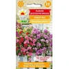 „Toraf Sėklinė pelargonija sėklos, greitas mišinys
