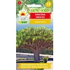„Toraf sėklos“dracena laumžirgis
