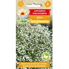 Torafo sėklos Gypsophila paniculata - balta