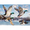 Dėlionė Trefl Puzzle Premium Plus Quality 1000 vnt. Didžiosios antys skrydžio metu