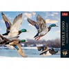 Dėlionė Trefl Puzzle Premium Plus Quality 1000 vnt. Didžiosios antys skrydžio metu