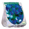 Trilapės lelijos svogūnėliai, lot. BRODIAEA FABIOLA, 100 vnt