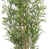 Uniglob Dirbtinis augalas vazone 120cm bambukas