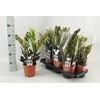 Vazoninis augalas zamiokulkas, Ø 14, 50 cm, lot. ZAMIOCULCAS