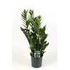 Vazoninis augalas zamiokulkas, Ø 14, 50 cm, lot. ZAMIOCULCAS