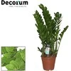 Vazoninis augalas zamiokulkas, Ø 14, 50 cm, lot. ZAMIOCULCAS
