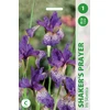 Vilkdalgių svogūnėlis, lot. IRIS SHAKERS PRAYER, 1 vnt