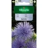 Vilmorin Astrų sėklos 0.5g Agnieszka