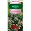 Vilmorin Čiobrelio sėklos 0.5g