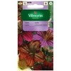 Vilmorin Lenktažiedžių trimičių sėklos 0.5g