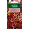 Vilmorin Nemezijų sėklos 1g