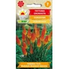 Knipofijų sėklos 0.5g