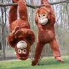 WKS DIDELIS MONKEY ORANGUTAN MASKOTAS 67 cm VELCRO RANKOS KOJOS PLIUSAS CADDY XXL
