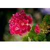 WOKAS 20L gėlių pelargonijų dirvožemis
