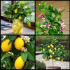 Wokas Soil Citrus Substratas 5l SMART