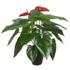 Home4You Žalias augalas ANTHURIUM, aukštis 45 cm