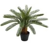 Home4You Žalias augalas CYCAS, aukštis 70 cm, juodas vazonas