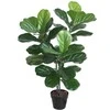 Home4You Žalias augalas FIDDLE LEAF, aukštis 100 cm