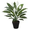 Home4You Žalias augalas SPATHE, aukštis 60 cm