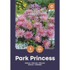 Žemaūgių dekoratyvinių jurginų svogūnėlis, lot. DAHLIA PARK PRINCESS, 1 vnt