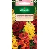 Žioveinių sėklos 1g Hyacinth snapdragon