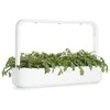 Click & Grow Smart Garden pildymas Shungiku 3vnt