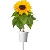 Click Grow „Click and Grow“ – išmaniojo sodo papildymas, 3 vnt. pakuotė – mini saulėgrąžos, 100 % be žiedadulkių ir lengvai auginamos – mini – geltonos