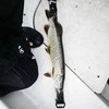 Matavimo liniuotė Rapala RCD Roll Ruler 150cm