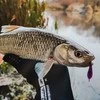 Spiningavimo masalas Perch Professor F**king Leech 7cm (8 vnt.)