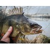 Spiningavimo masalas Perch Professor Fluky Shad 5,5cm (6 vnt.)