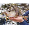 Spiningavimo masalas Perch Professor Flying Worm 5cm (8 vnt.)