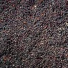 Vakuumuotos dirvuolės sėklos Carp Seeds Agrimony 1kg