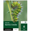 KNYGA Šviesa Gamtos mokslai. Vadovėlis 6 klasei, 2 dalis, serija Horizontai