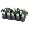Berry Bucket Berry_Bucket Kibiras Plast Team 60790808, 10 l, raudona